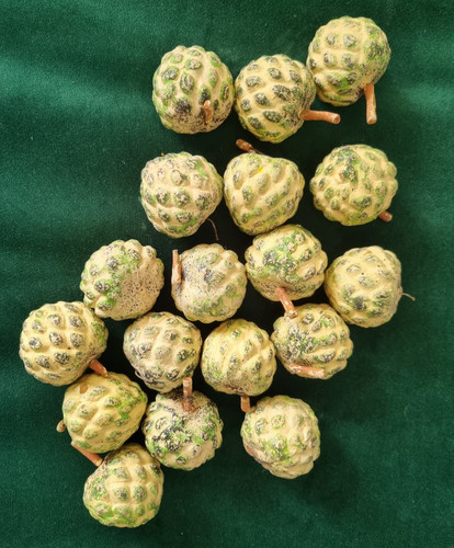 Vintage indian decorative - vintage,